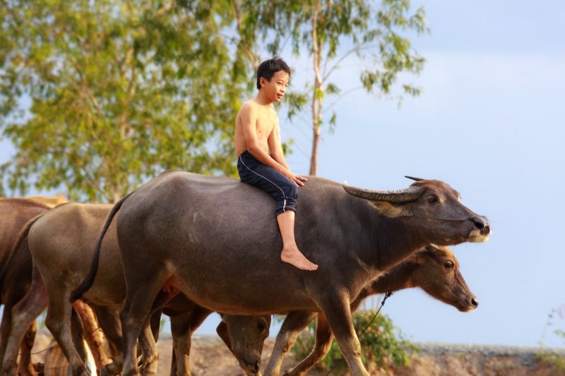 Nằm mộng thấy có 2 con trâu đang húc nhau Nằm mộng thấy có 2 con trâu đang húc nhau