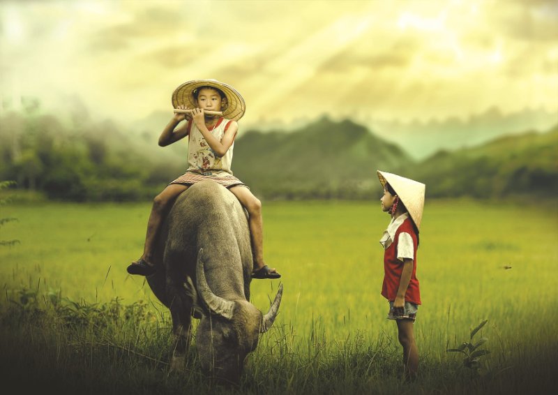 Giấc mơ thấy trâu là điềm xấu hay tốt theo ông bà? Giấc mơ thấy trâu là điềm xấu hay tốt theo ông bà?